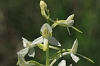 _MG_1992 Lesser Butterfly Orchid